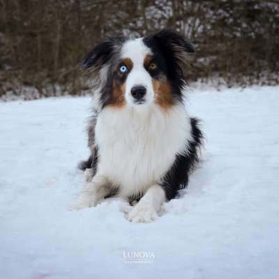 Hundetreffen-Fotoshooting-Bild