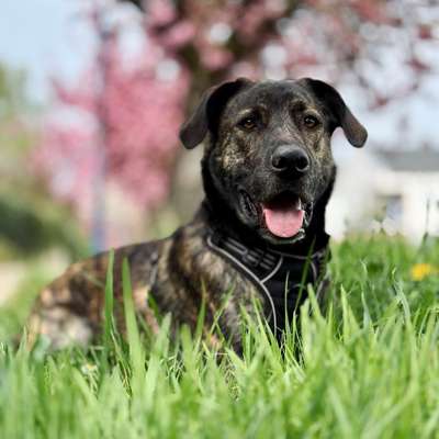 Hundetreffen-Gemeinsame Spaziergänge-Bild