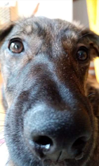 Hundebilder-Beitrag-Bild