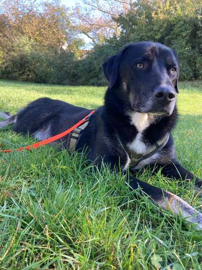 Welche Hunderasse-Beitrag-Bild