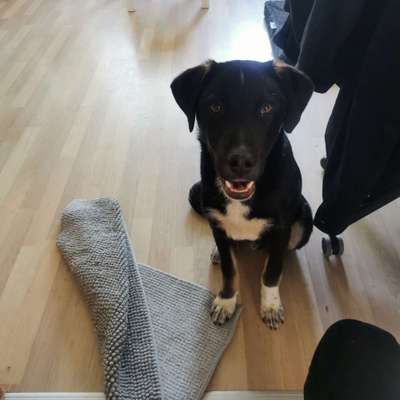 Welche Hunderasse-Beitrag-Bild