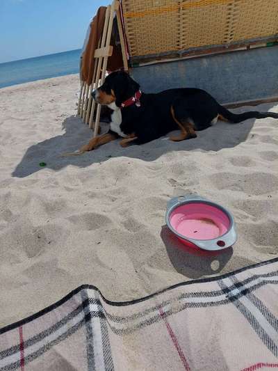 Hundetreffen-Strandsiele-Bild