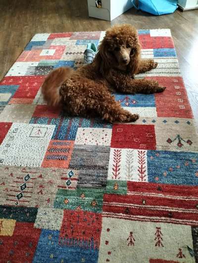 Hundetreffen-Welpentreffen-Bild