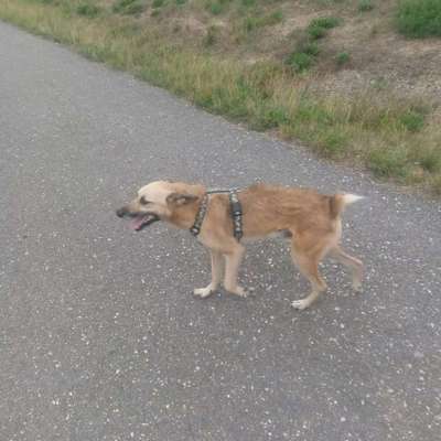 Hundetreffen-Elbwiesen-Rennen-Bild