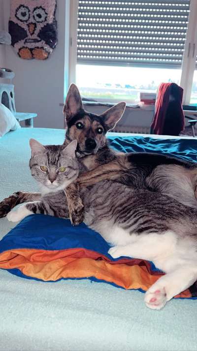 Hunde/Katzenmensch :P-Beitrag-Bild