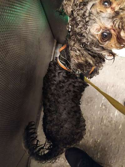 Der Gewichts-Thread-Beitrag-Bild