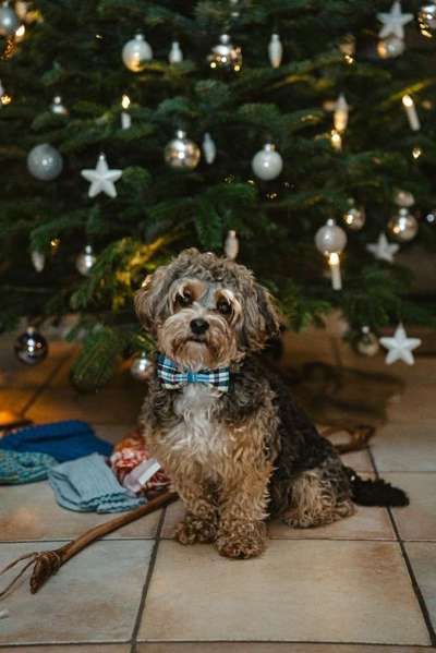 Der Gewichts-Thread-Beitrag-Bild