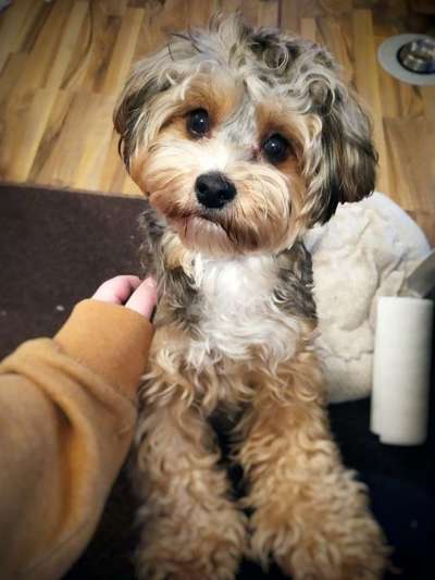 Zeichnungen eurer Hunde-Beitrag-Bild