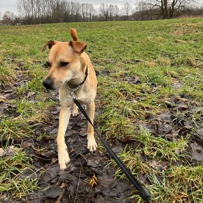 Hundetreffen-Hunderunde-Bild