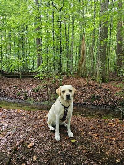 Hundetreffen-Wanderungen, Gassi treffen, Playdates-Bild