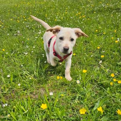 Hundetreffen-Welpentreffen Stuttgart Ludwigsburg und Umgebung-Bild