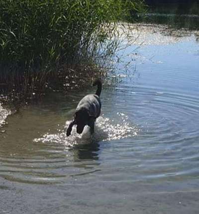 Wie sehen eure Gassirunden aus?-Beitrag-Bild