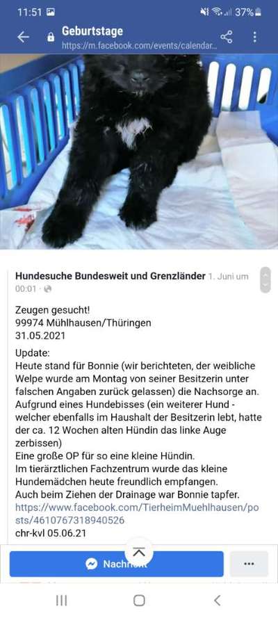 Trend Straßenhund- wer profitiert tatsächlich?-Beitrag-Bild