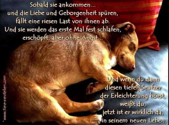 Hunde aus dem Tierschutz/Strassenhunde-Beitrag-Bild