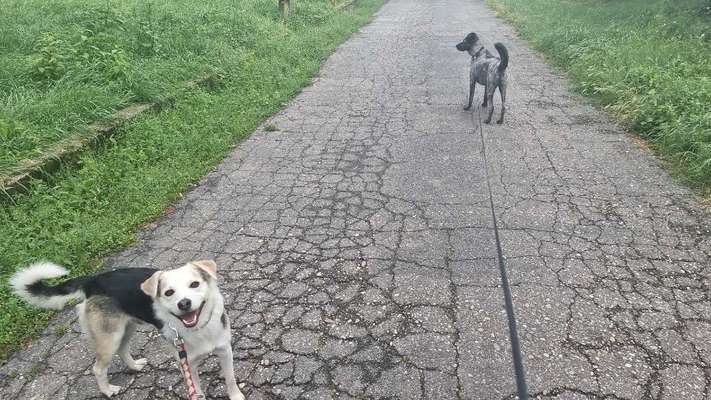 Herdenschutzhunde und Herdi-Mixe-Beitrag-Bild