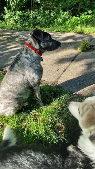 Herdenschutzhunde und Herdi-Mixe-Beitrag-Bild