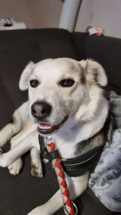 Herdenschutzhunde und Herdi-Mixe-Beitrag-Bild