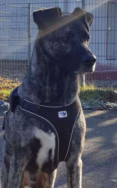 Hunde vom Tierschutzverein 🐕♥️-Beitrag-Bild