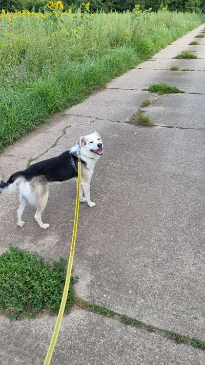 Herdenschutzhunde und Herdi-Mixe-Beitrag-Bild