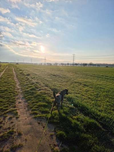 Die Dogorama Wochen Challenge-Beitrag-Bild