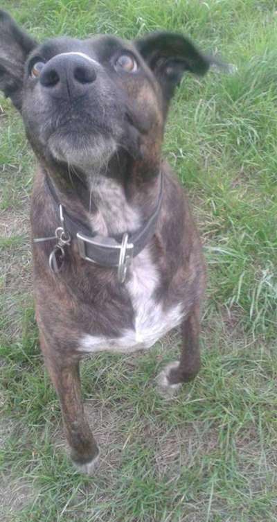 Seelenhunde-Beitrag-Bild