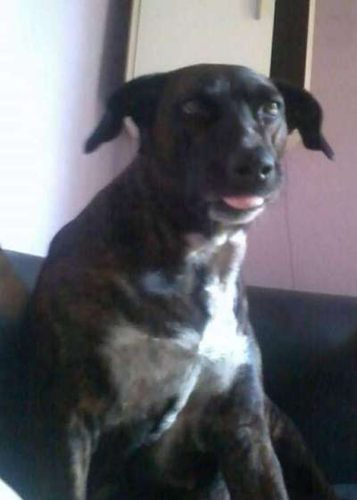 Gestromte fellnasen-Beitrag-Bild