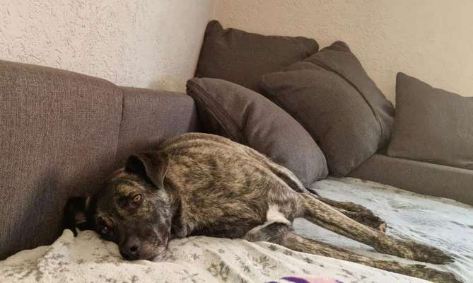 Welche Hunderasse-Beitrag-Bild