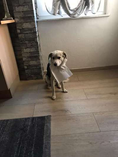 Herdenschutzhunde und Herdi-Mixe-Beitrag-Bild