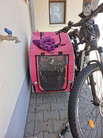 Radfahren mit Hund-Beitrag-Bild