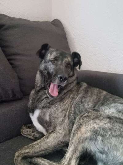 Gestromte fellnasen-Beitrag-Bild