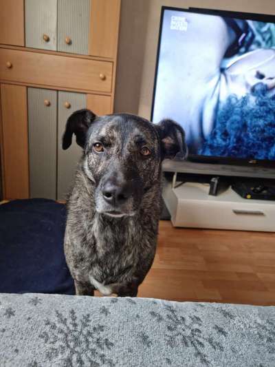 Tierschutzhund ist meine Lieblingsrasse-Beitrag-Bild