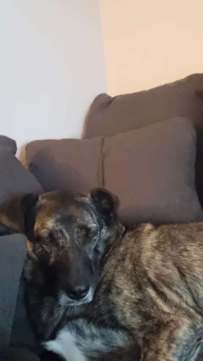 Rassenspezifische Farbbezeichnungen.... was ist euer Hund ? -)-Beitrag-Bild