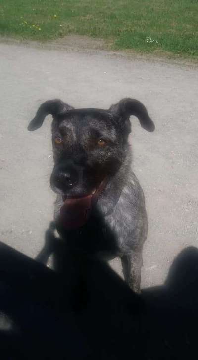 Dein lächelnder Vierbeiner-Beitrag-Bild