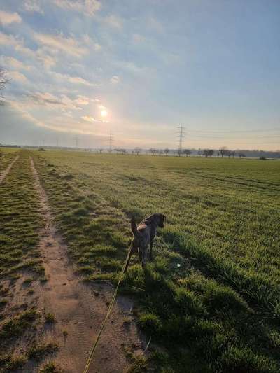 Challenge 23 : "  Euer Hund beim Frühlingserwachen "-Beitrag-Bild