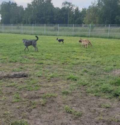 Herdenschutzhunde und Herdi-Mixe-Beitrag-Bild