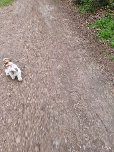 Trend Straßenhund- wer profitiert tatsächlich?-Beitrag-Bild