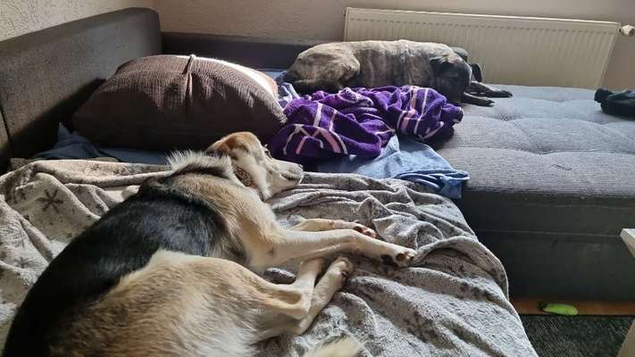 Herdenschutzhunde und Herdi-Mixe-Beitrag-Bild