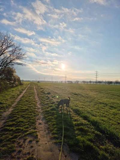 Die wunderschöne Welt mit Hund.-Beitrag-Bild