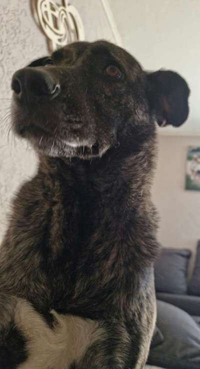 Tierschutzhunde suchen ein Zuhause-Beitrag-Bild