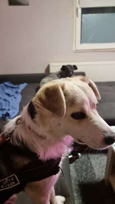 Herdenschutzhunde und Herdi-Mixe-Beitrag-Bild