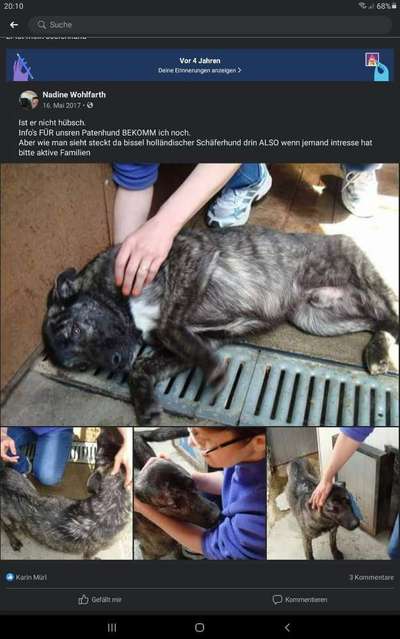 Herdenschutzhunde und Herdi-Mixe-Beitrag-Bild