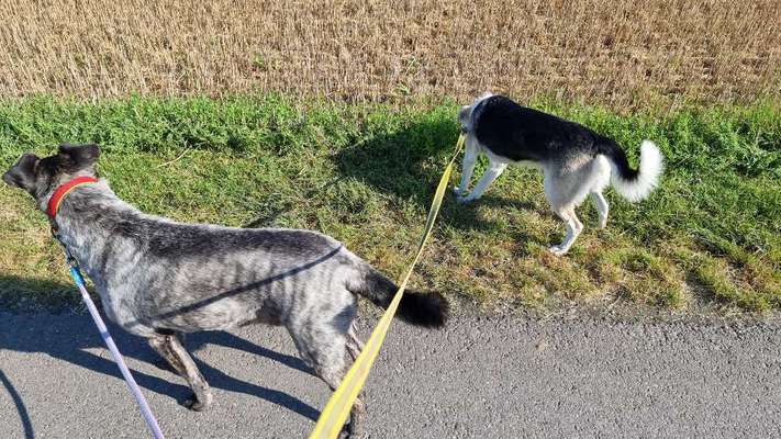 Cesar Milan - Pro und Contra-Beitrag-Bild