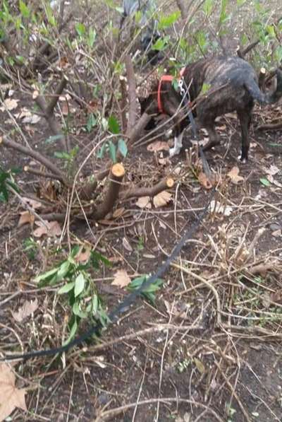 Fotochallenge No. 26                                     Wald und Wiese-Beitrag-Bild