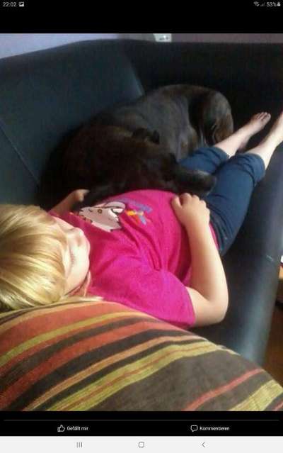 Herdenschutzhunde und Herdi-Mixe-Beitrag-Bild