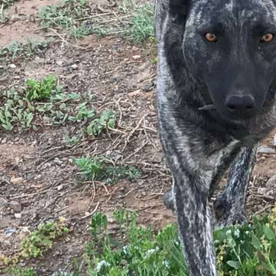 Gestromte fellnasen-Beitrag-Bild