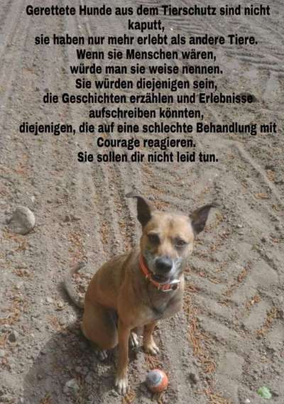Hunde aus dem Tierschutz/Strassenhunde-Beitrag-Bild