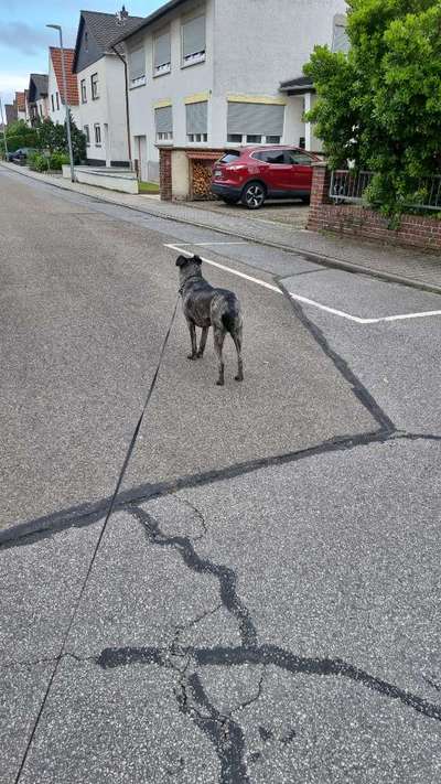 Herdenschutzhund-Beitrag-Bild