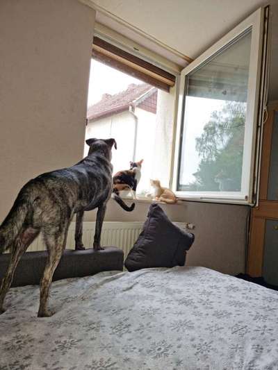 Herdenschutzhunde und Herdi-Mixe-Beitrag-Bild