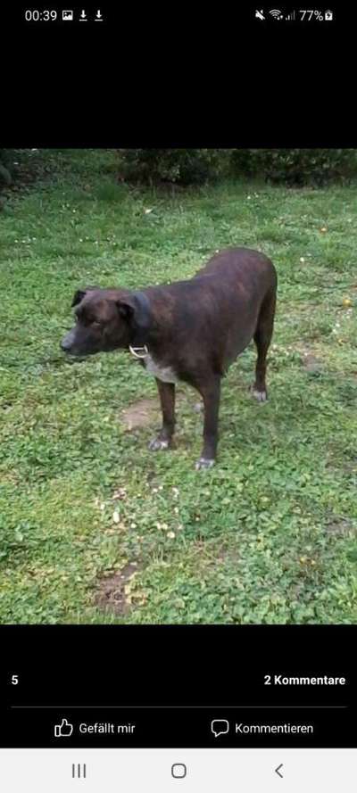 Herdenschutzhund-Beitrag-Bild