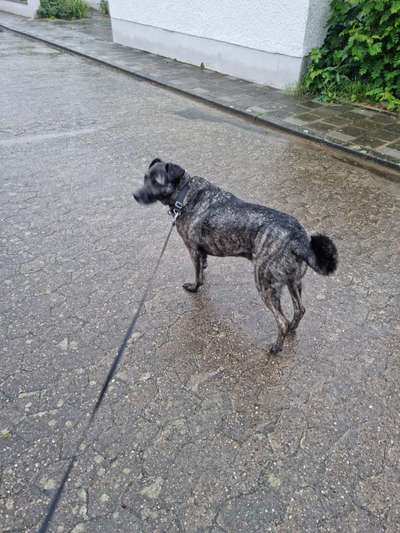 Cao fila de sao miguel-Beitrag-Bild